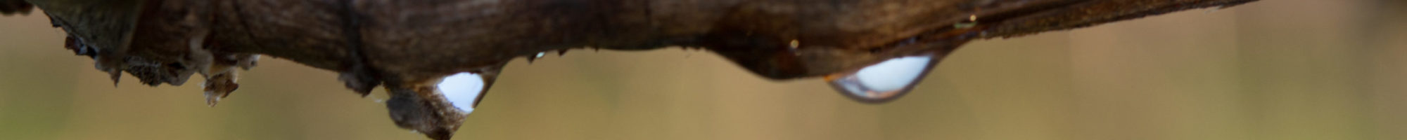 Weinberg April 2017-51